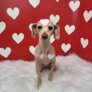 오자매 애견살롱 이미지