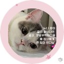 케이파스 이미지