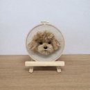 곱슬강아지 이미지