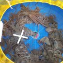 오족브라더스 이미지