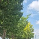 아산종합광고 | 아산 가볼만한곳 은행나무길 아산 여행 코스