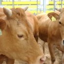 청룡축산 이미지