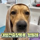 멍빨래 | 대형견출장목욕 '멍빨래' 수도권 내 어디든 찾아가는 서비스 !