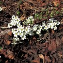 양지-3555 이미지