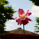 연꽃향기 이미지