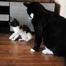 (주)복다