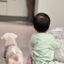 양코치 애견카페 네이버블로그