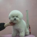 봄날의 댕댕이 이미지