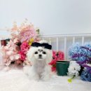 수아펫 이미지