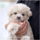 부산 강아지분양 도로시펫 이미지