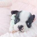 멍멍친구 애견샵 이미지