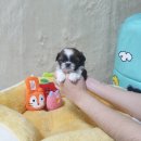 목욕하는 강아지 이미지