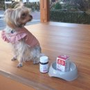 벽신장 | 강아지신부전 혈뇨관리 프롬더셀 유레날 신장영양제