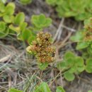 넓은잎기린초Phedimus ellacombeanus (Praeger) 't Hart﻿ [돌나물과 기린초속] 이미지