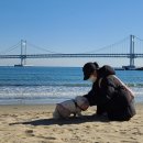 펫츠고트래블 이미지
