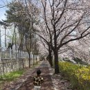 반석초등학교 | 대전 반석천 벚꽃길｜사람 적고 아이·반려견과 걷기 좋은 숨겨진 벚꽃 명소