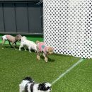 하이댕스 이미지