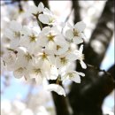 두 번째 벚꽃 이미지