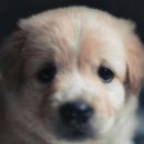 김포씨엘동물의료센터 이미지