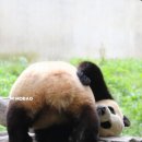 바오 이미지