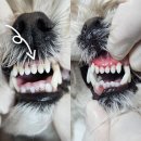 김 S 동물병원 | 【김s동물병원】강아지 마취스케일링/말티푸 마취스케일링