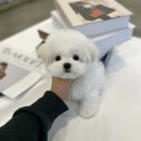 디디펫 수원강아지분양 | 수원 초미니비숑 전문 프리미엄샵 디디펫