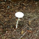 하얀버섯 이미지