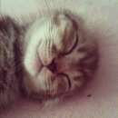 늘푸른동물병원 이미지