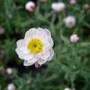 로단테(Rhodanthe) 이미지