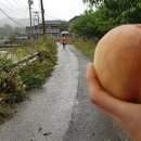 복상농장 이미지