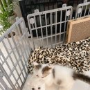 강남고양이 분양 히어로펫 네이버블로그