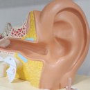 독일디지털보청기 이미지