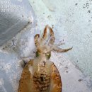 보물선낚시마트