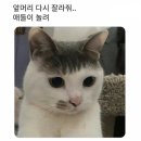 태후 이미지