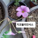 국민들 사랑초 이미지