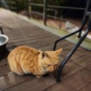 별빛애월 이미지