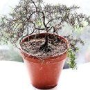 윌마스골드 로즈마리 키우기 가지치기 번식방법 이미지