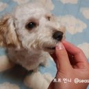 퍼피멍멍 이미지