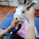 프란다스 애견 이미지