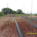 이팝농장 이미지