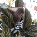 진자농장 이미지