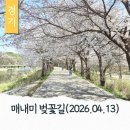 매남이길 | 경기북부 벚꽃명소 4월 양주 매내미 벚꽃길 공릉천 주차
