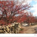 산수유피는마을 이미지