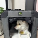 백호켄넬 네이버블로그