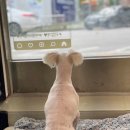 하이슈슈 이미지