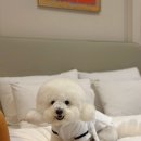 하운드호텔거북섬점 이미지