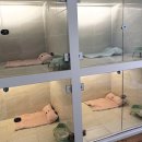 우리애견 | 서면애견호텔 우리집첫째 서면점 몽이 호텔링 후기