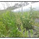 전주농수산물도매시장 이미지