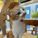 고양이호텔코자냥 이미지