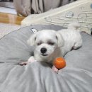 개중목욕탕 이미지